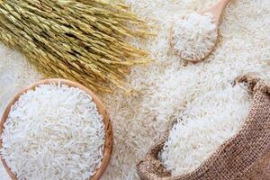جنگ برنج در بازار: سوداگری شرکت‌ها یا سیاست‌گذاری نادرست؟/ کشاورزان برنج را ۸۰ هزار تومان فروختند، دلالان ۲۲۰ هزار تومان!