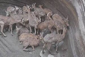 فیلم/ نجات ۲۴ بز و میش وحشی از گودالی در هرمزگان