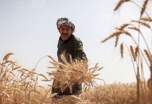 عکس/ برداشت گندم در دشت آزادگان