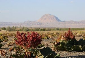 عکس/ دشت ریواس بردسیر و چشمه گز در کرمان