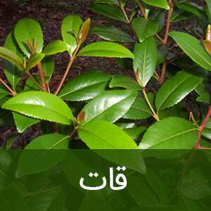هشدار به خانواده‌ها و نسل جوان/ این گیاهان مخدرند